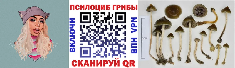Купить где  Пушкино  Псилоцибиновые грибы MAGIC MUSHROOMS 